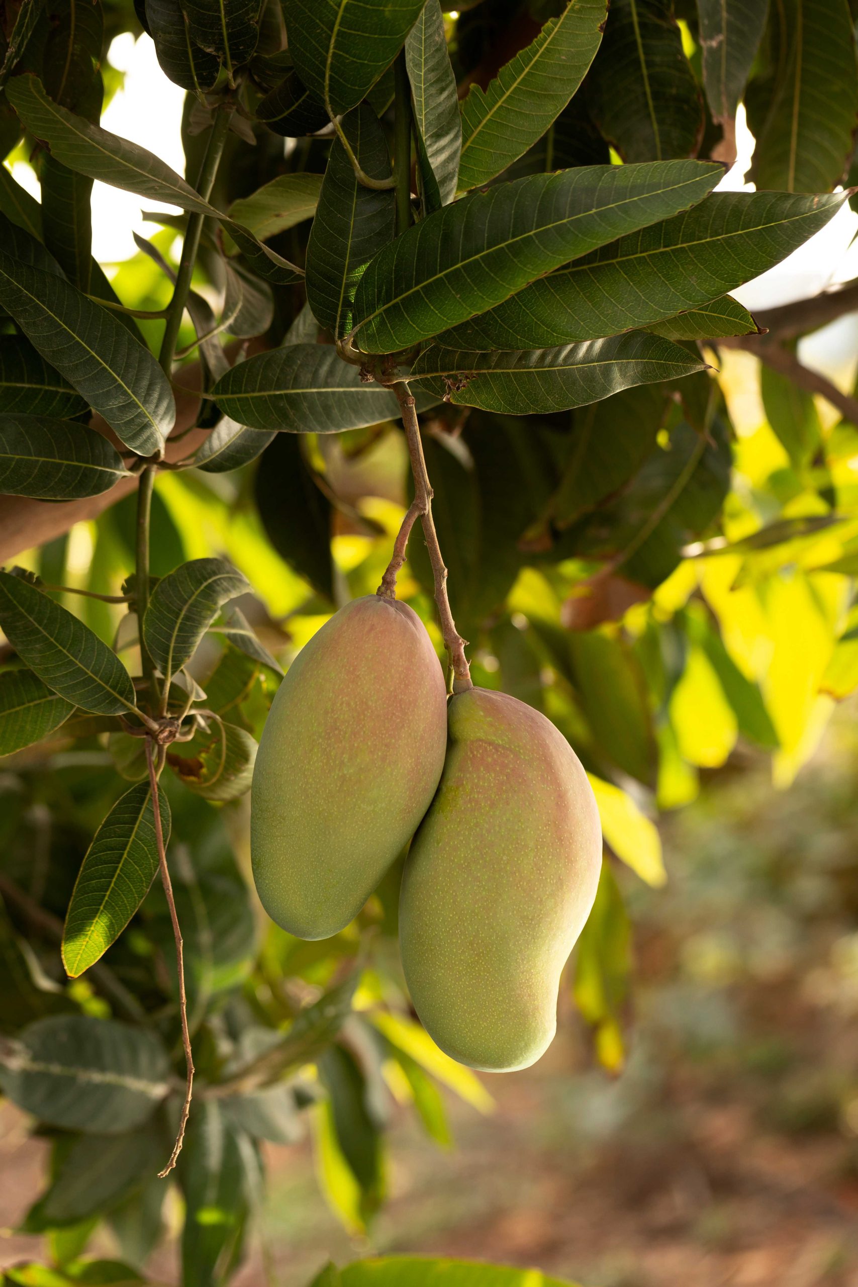 Alphonso Mangoes